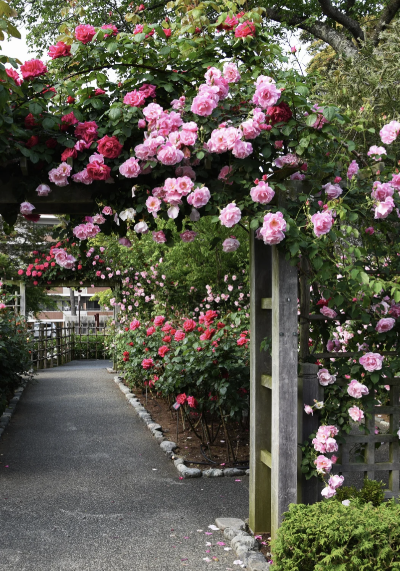 Rose Arch